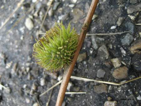  picture  Moseik--Turkse_eik |Quercus_cerris