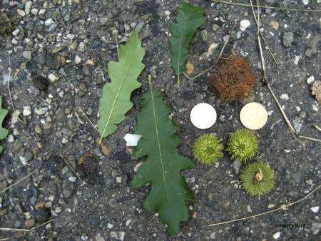  picture  Moseik--Turkse_eik |Quercus_cerris