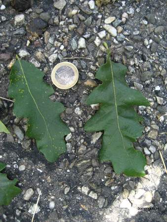  picture  Moseik--Turkse_eik |Quercus_cerris