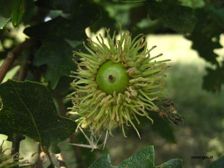  picture  Moseik--Turkse_eik |Quercus_cerris