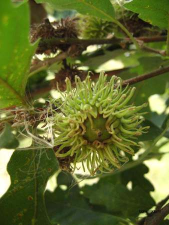  picture  Moseik--Turkse_eik |Quercus_cerris