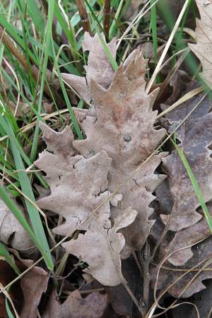  picture  Moseik--Turkse_eik |Quercus_cerris