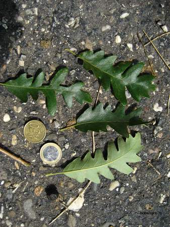  picture  Moseik--Turkse_eik |Quercus_cerris