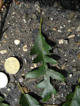  picture  Moseik--Turkse_eik |Quercus_cerris