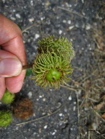  picture  Moseik--Turkse_eik |Quercus_cerris