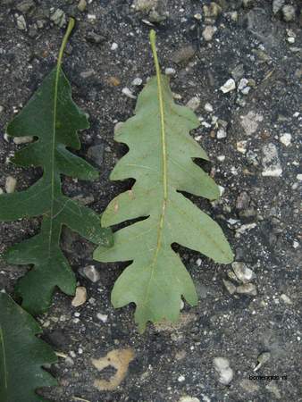  picture  Moseik--Turkse_eik |Quercus_cerris