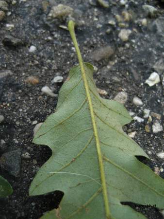  picture  Moseik--Turkse_eik |Quercus_cerris