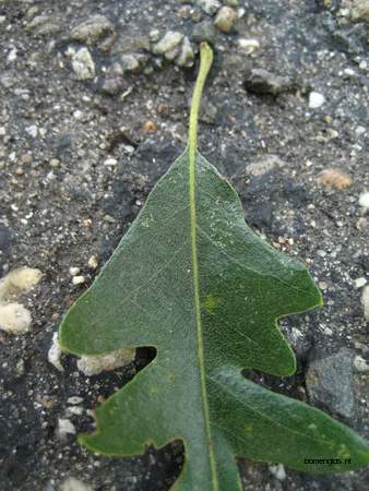  picture  Moseik--Turkse_eik |Quercus_cerris