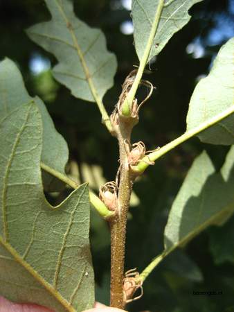  picture  Moseik--Turkse_eik |Quercus_cerris