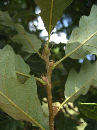  picture  Moseik--Turkse_eik |Quercus_cerris