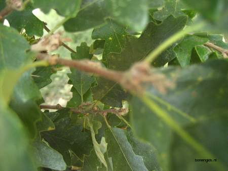  picture  Moseik--Turkse_eik |Quercus_cerris