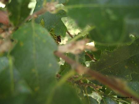  picture  Moseik--Turkse_eik |Quercus_cerris