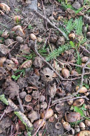  picture  Moseik--Turkse_eik |Quercus_cerris