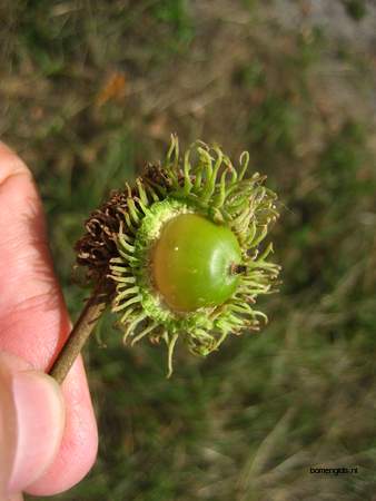  picture  Moseik--Turkse_eik |Quercus_cerris