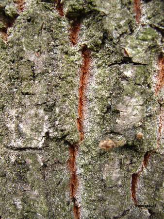  picture  Moseik--Turkse_eik |Quercus_cerris