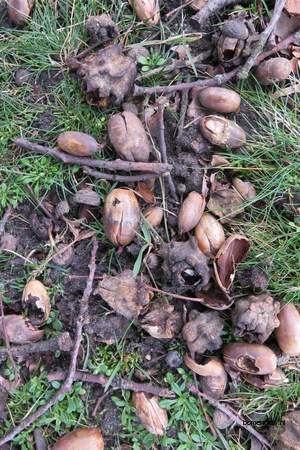  picture  Moseik--Turkse_eik |Quercus_cerris