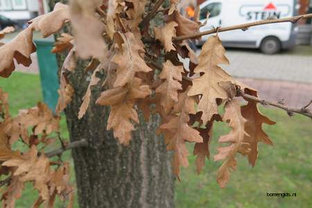  picture  Moseik--Turkse_eik |Quercus_cerris