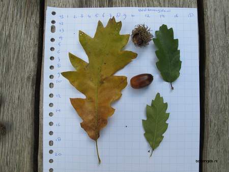  picture  Moseik--Turkse_eik |Quercus_cerris