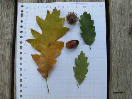  picture  Moseik--Turkse_eik |Quercus_cerris