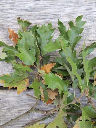  picture  Moseik--Turkse_eik |Quercus_cerris