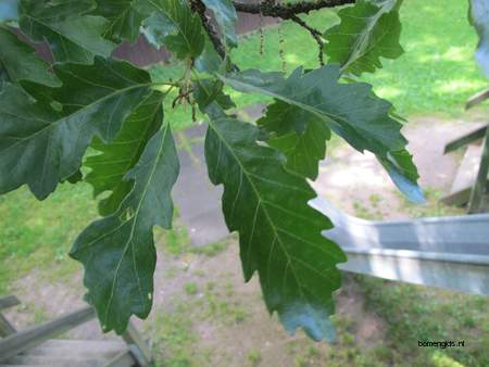  picture  Moseik--Turkse_eik |Quercus_cerris