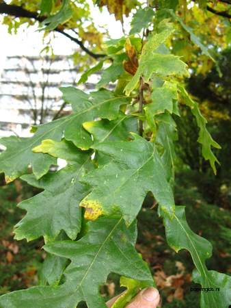  picture  Moseik--Turkse_eik |Quercus_cerris