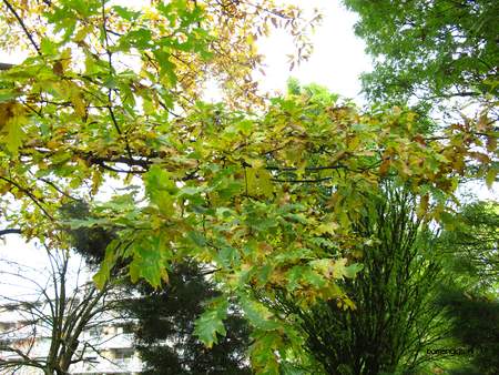  picture  Moseik--Turkse_eik |Quercus_cerris