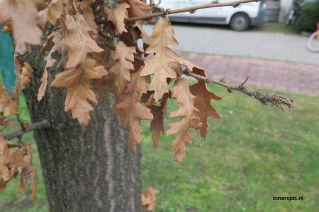  picture  Moseik--Turkse_eik |Quercus_cerris
