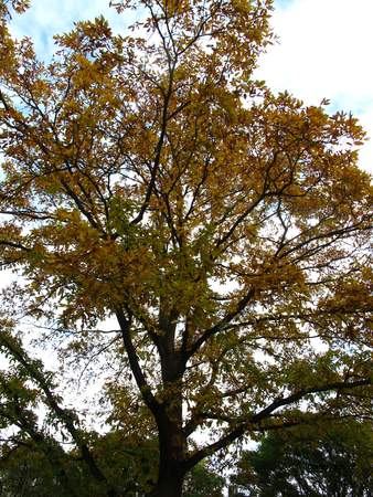  picture  Moseik--Turkse_eik |Quercus_cerris