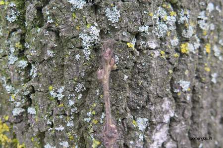  picture  Moseik--Turkse_eik |Quercus_cerris