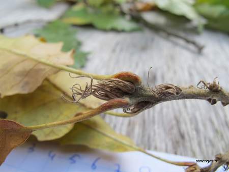  picture  Moseik--Turkse_eik |Quercus_cerris