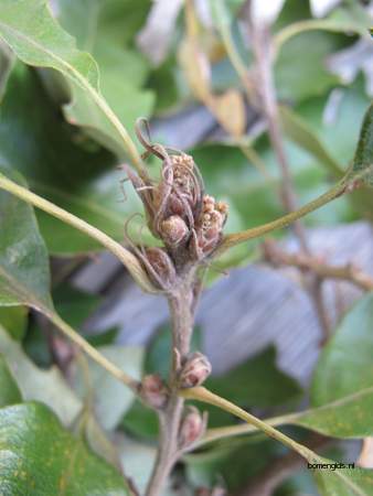  picture  Moseik--Turkse_eik |Quercus_cerris