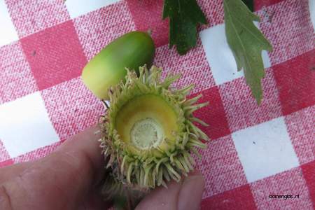  picture  Moseik--Turkse_eik |Quercus_cerris