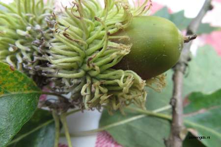  picture  Moseik--Turkse_eik |Quercus_cerris