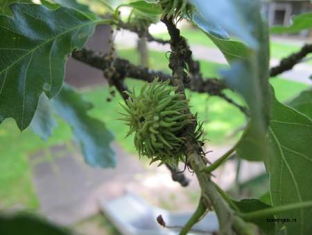  picture  Moseik--Turkse_eik |Quercus_cerris