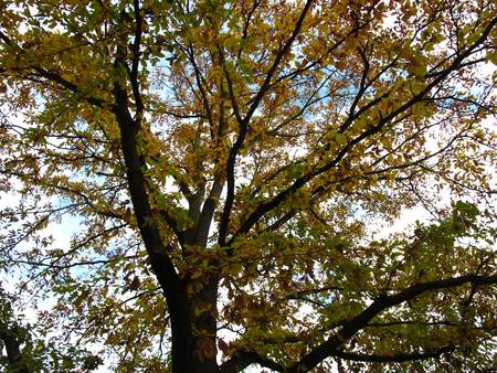  picture  Moseik--Turkse_eik |Quercus_cerris