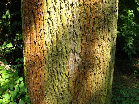  picture  Noorse_esdoorn |Acer_platanoides