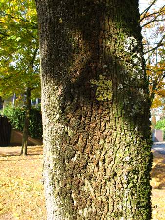  picture  Noorse_esdoorn |Acer_platanoides