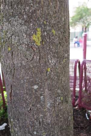  picture  Noorse_esdoorn |Acer_platanoides