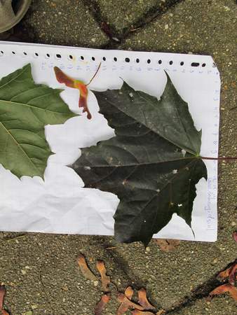  picture  Noorse_esdoorn |Acer_platanoides