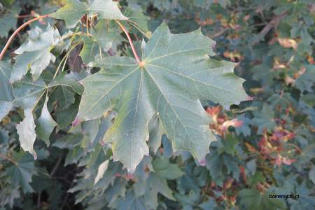  picture  Noorse_esdoorn |Acer_platanoides