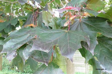  picture  Noorse_esdoorn |Acer_platanoides