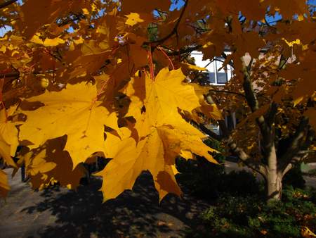  picture  Noorse_esdoorn |Acer_platanoides