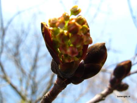  picture  Noorse_esdoorn |Acer_platanoides