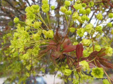  picture  Noorse_esdoorn |Acer_platanoides