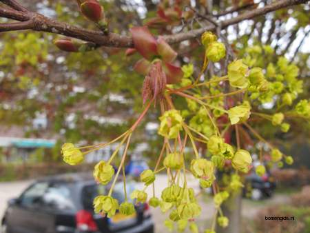  picture  Noorse_esdoorn |Acer_platanoides
