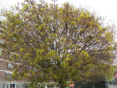  picture  Noorse_esdoorn |Acer_platanoides