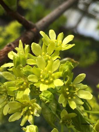 picture  Noorse_esdoorn |Acer_platanoides