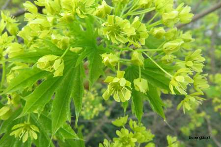 picture  Noorse_esdoorn |Acer_platanoides