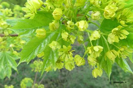  picture  Noorse_esdoorn |Acer_platanoides